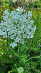 Daucus carota