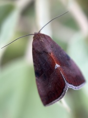 Galgula
