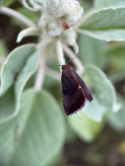 Galgula