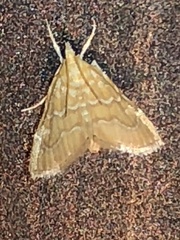 Glaphyria sesquistrialis