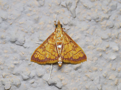 Isocentris