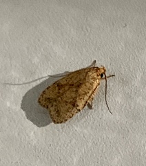 Sparganothis sulfureana