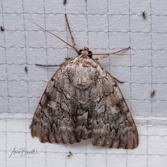 Catocala agrippina