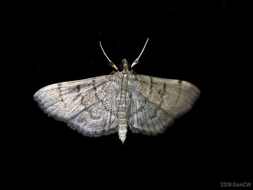 Pearl Grey Moth