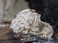 Semibalanus cariosus