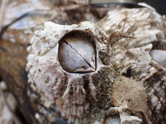 Semibalanus cariosus