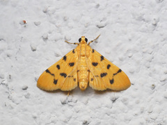 Dichocrocis