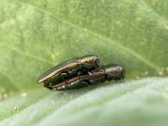 Agrilus lacustris