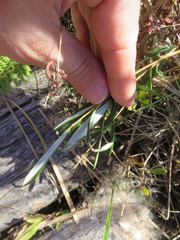 Andromeda polifolia glaucophylla