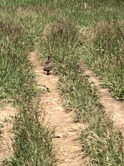 Dendragapus obscurus