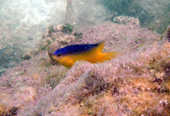 Stegastes leucostictus