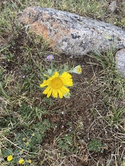 Hymenoxys brandegeei
