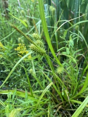Carex bullata