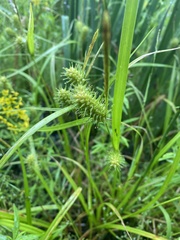 Carex bullata