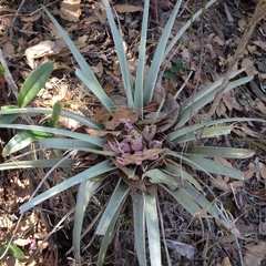 Tillandsia carlsoniae