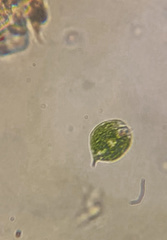 Phacus circulatus