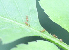Pheidole parva