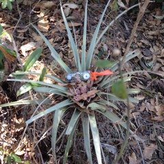 Tillandsia carlsoniae