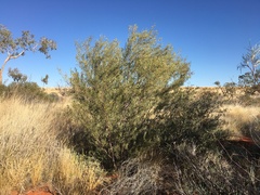 Acacia murrayana