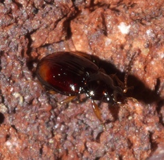 Elaphropus