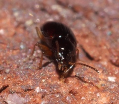 Elaphropus