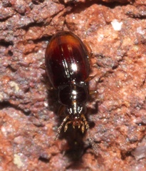 Elaphropus