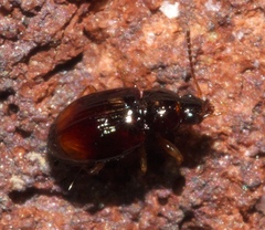 Elaphropus