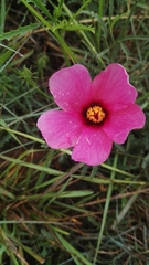 Hibiscus microcarpus