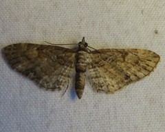 Eupithecia interruptofasciata