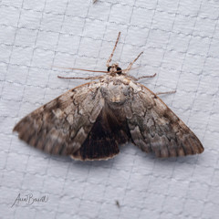 Catocala agrippina