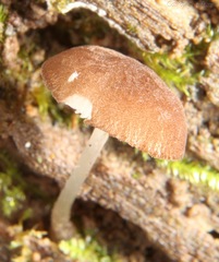Pluteus podospileus