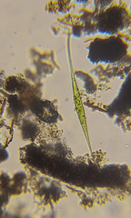 Closterium rostratum