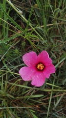 Hibiscus microcarpus