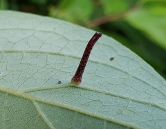 Craneiobia tuba