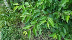 Craneiobia tuba