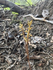 Corallorhiza maculata occidentalis