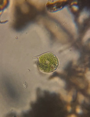 Phacus circulatus