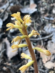 Corallorhiza maculata occidentalis