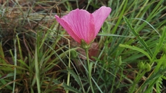 Hibiscus microcarpus