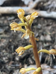 Corallorhiza maculata occidentalis