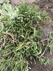 Mesembryanthemum nodiflorum