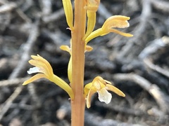 Corallorhiza maculata occidentalis