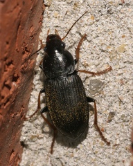 Amphasia sericea