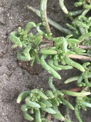 Mesembryanthemum nodiflorum