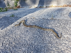 Crotalus tzabcan