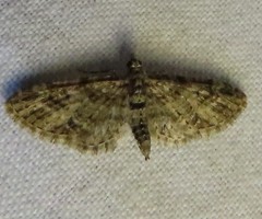 Eupithecia interruptofasciata