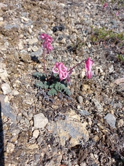 Dicentra peregrina