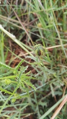 Hibiscus microcarpus
