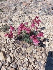 Dicentra peregrina