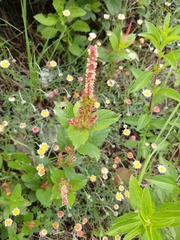 Acalypha monostachya
